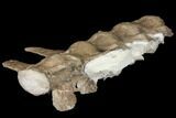 String of Mosasaur (Tylosaurus) Vertebrae - Kansas #130198-3